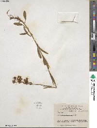 Penstemon procerus image