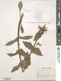 Penstemon ovatus image