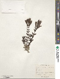 Penstemon newberryi var. berryi image