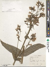 Penstemon laevigatus image