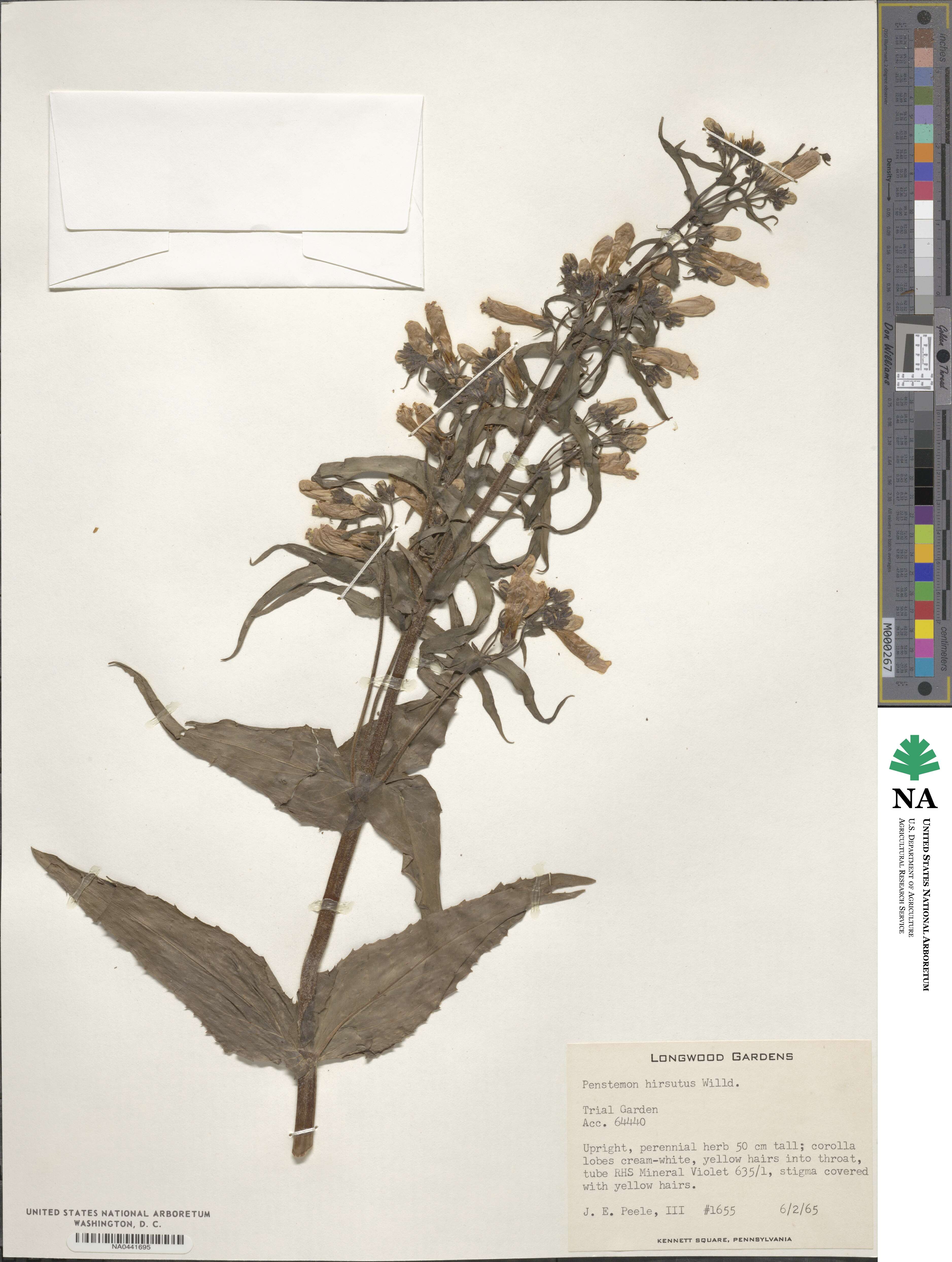 Penstemon hirsutus image