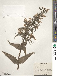 Penstemon hirsutus image