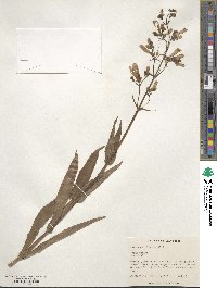 Penstemon hirsutus image