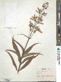 Penstemon hirsutus image