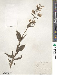 Penstemon hirsutus image