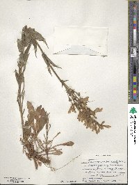 Penstemon hirsutus image