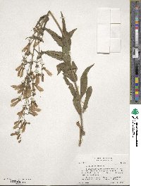 Penstemon hirsutus image