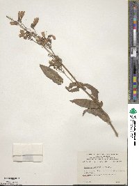 Penstemon hirsutus image