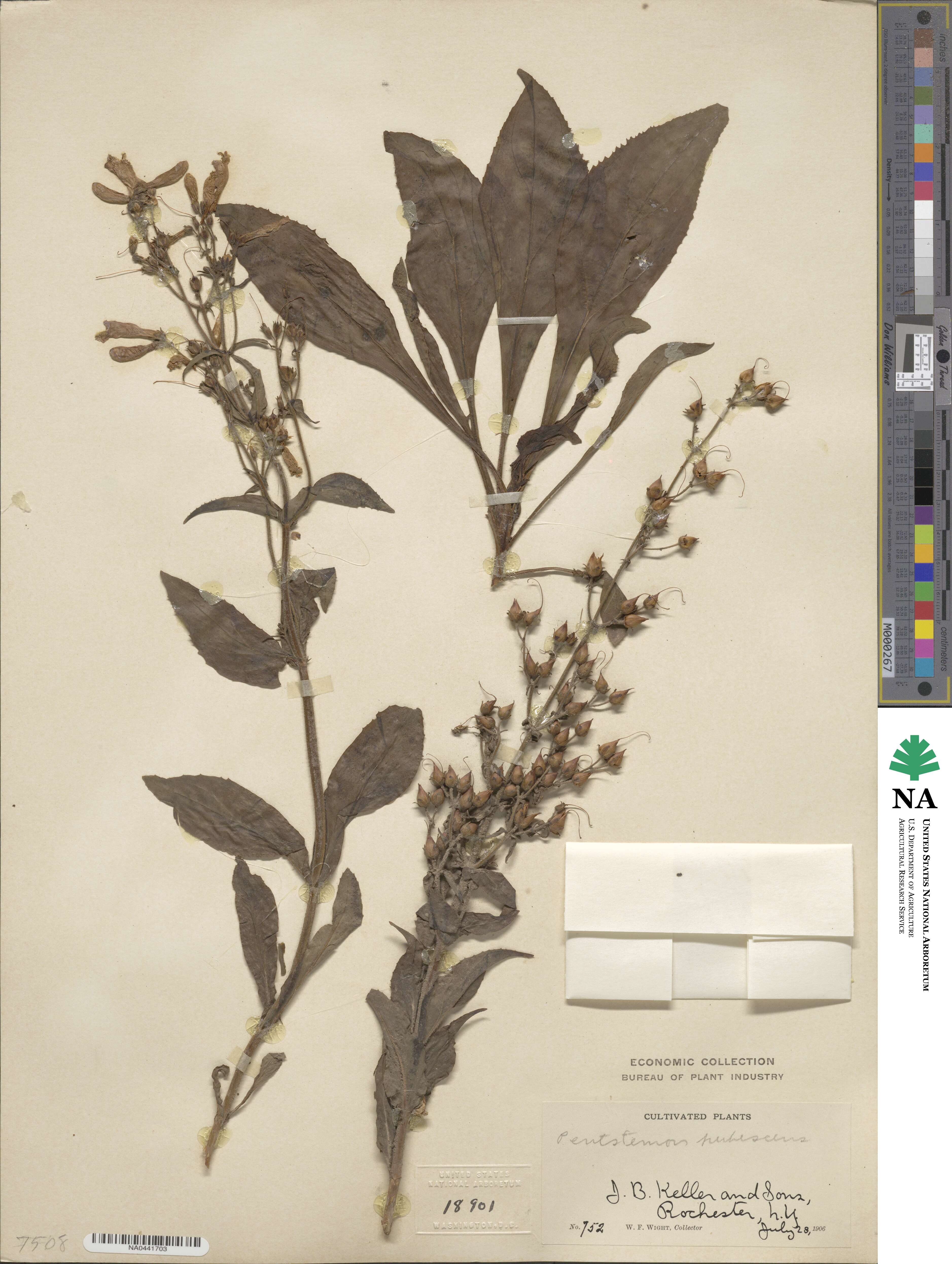 Penstemon hirsutus image
