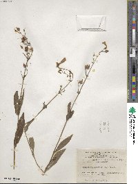 Penstemon hirsutus image