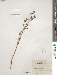 Penstemon hirsutus image