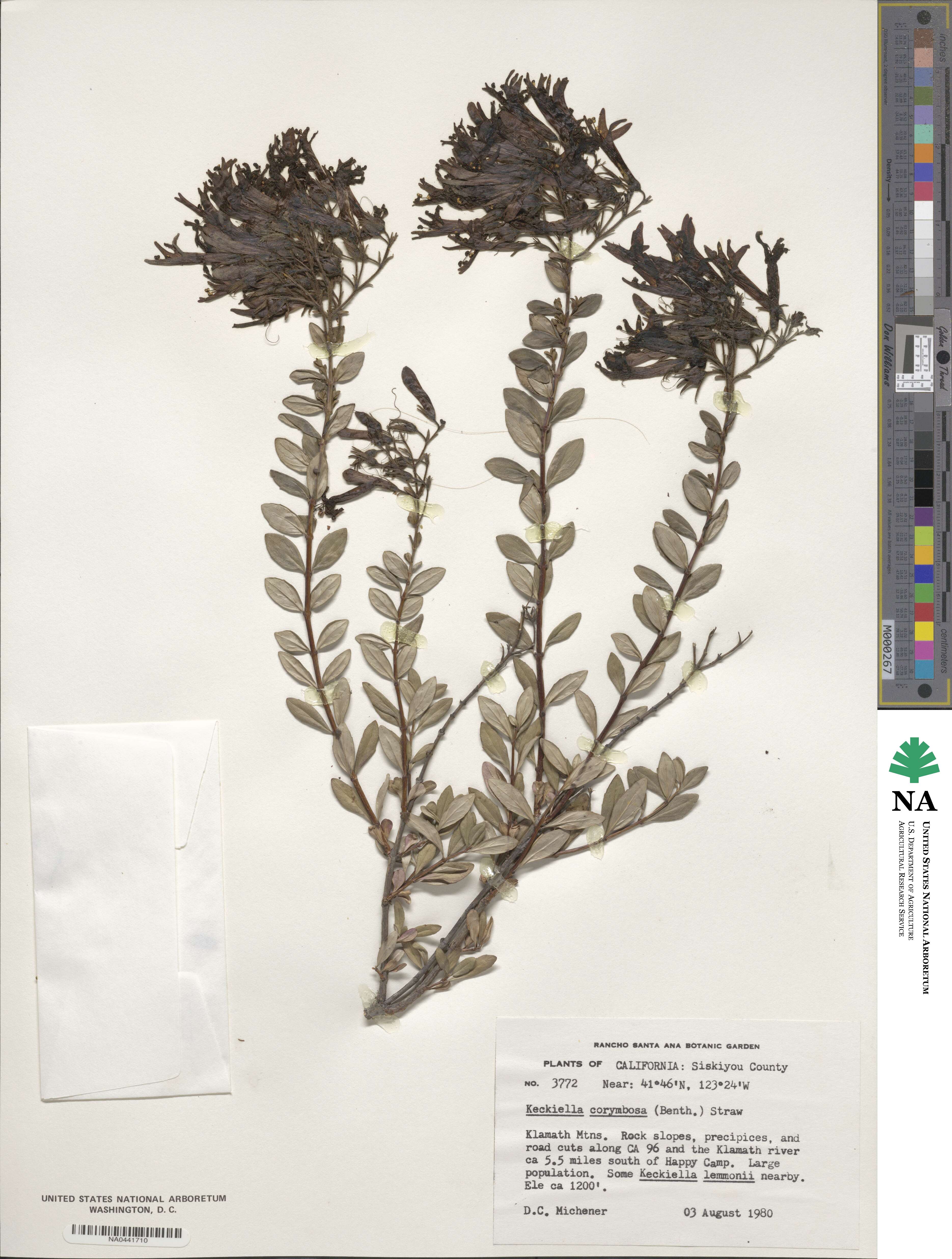 Keckiella corymbosa image