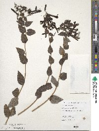 Keckiella cordifolia image