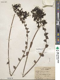 Keckiella cordifolia image