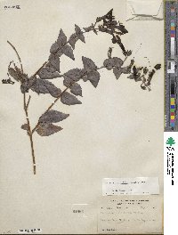 Keckiella cordifolia image