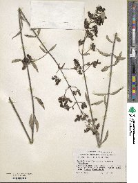 Keckiella breviflora image