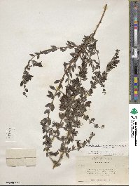 Keckiella antirrhinoides var. microphylla image