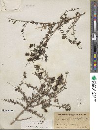 Keckiella antirrhinoides var. microphylla image