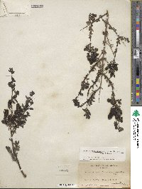 Keckiella antirrhinoides var. microphylla image