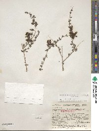 Keckiella antirrhinoides var. microphylla image