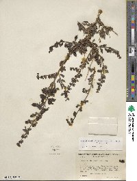 Keckiella antirrhinoides var. microphylla image