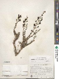 Keckiella antirrhinoides image