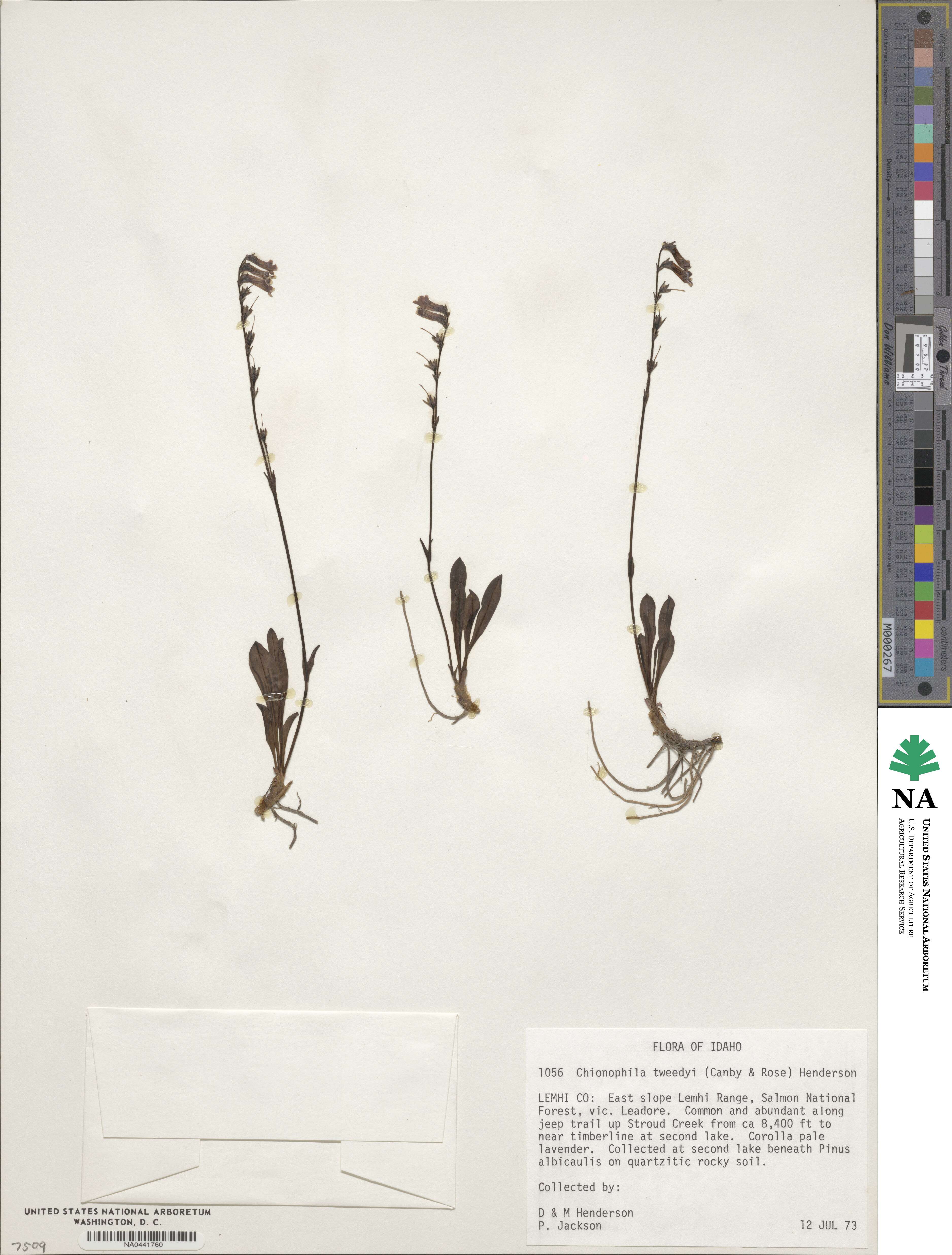 Chionophila tweedyi image