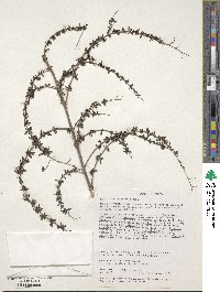 Keckiella antirrhinoides image