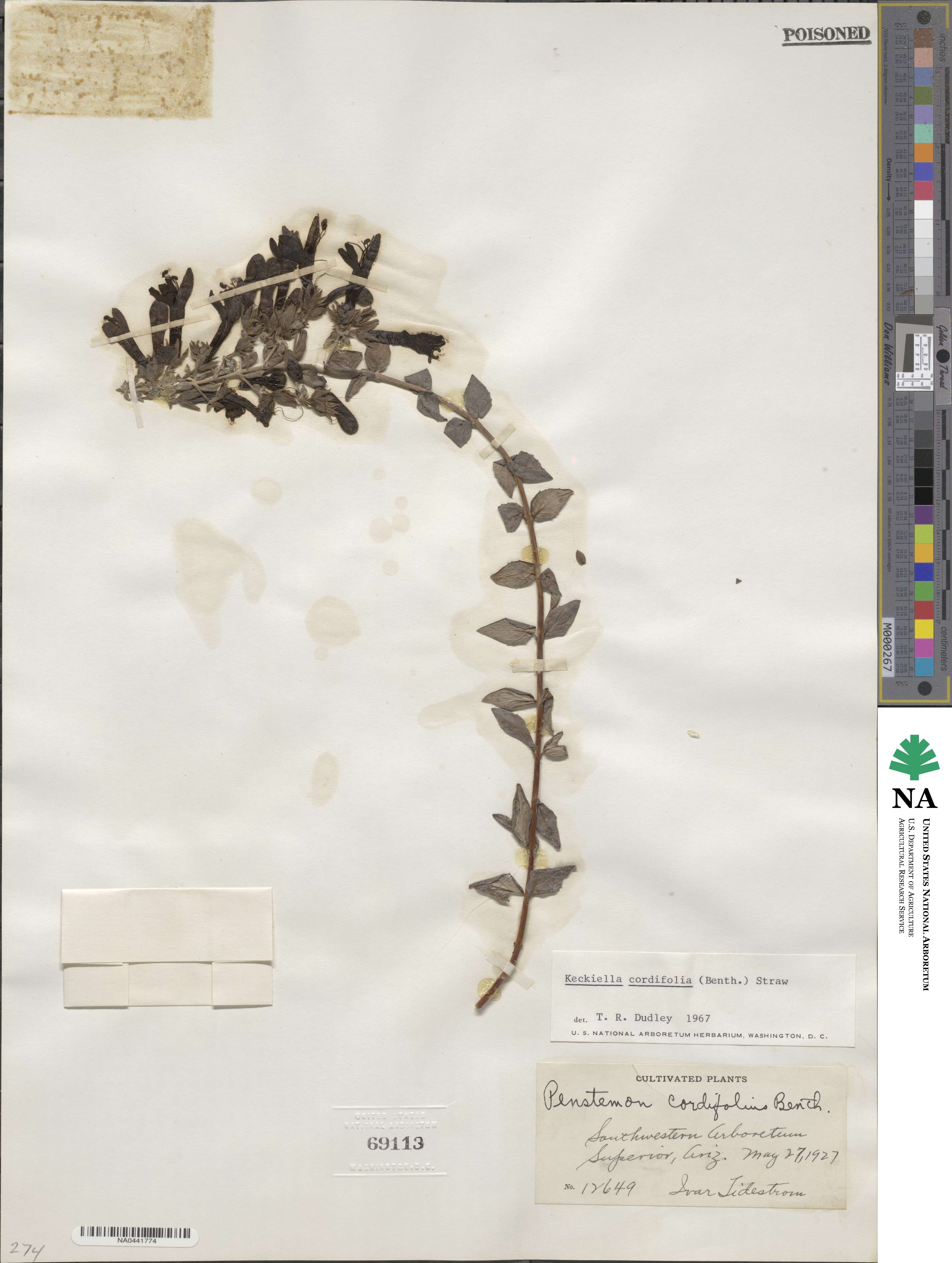 Keckiella cordifolia image