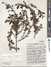 Keckiella antirrhinoides image