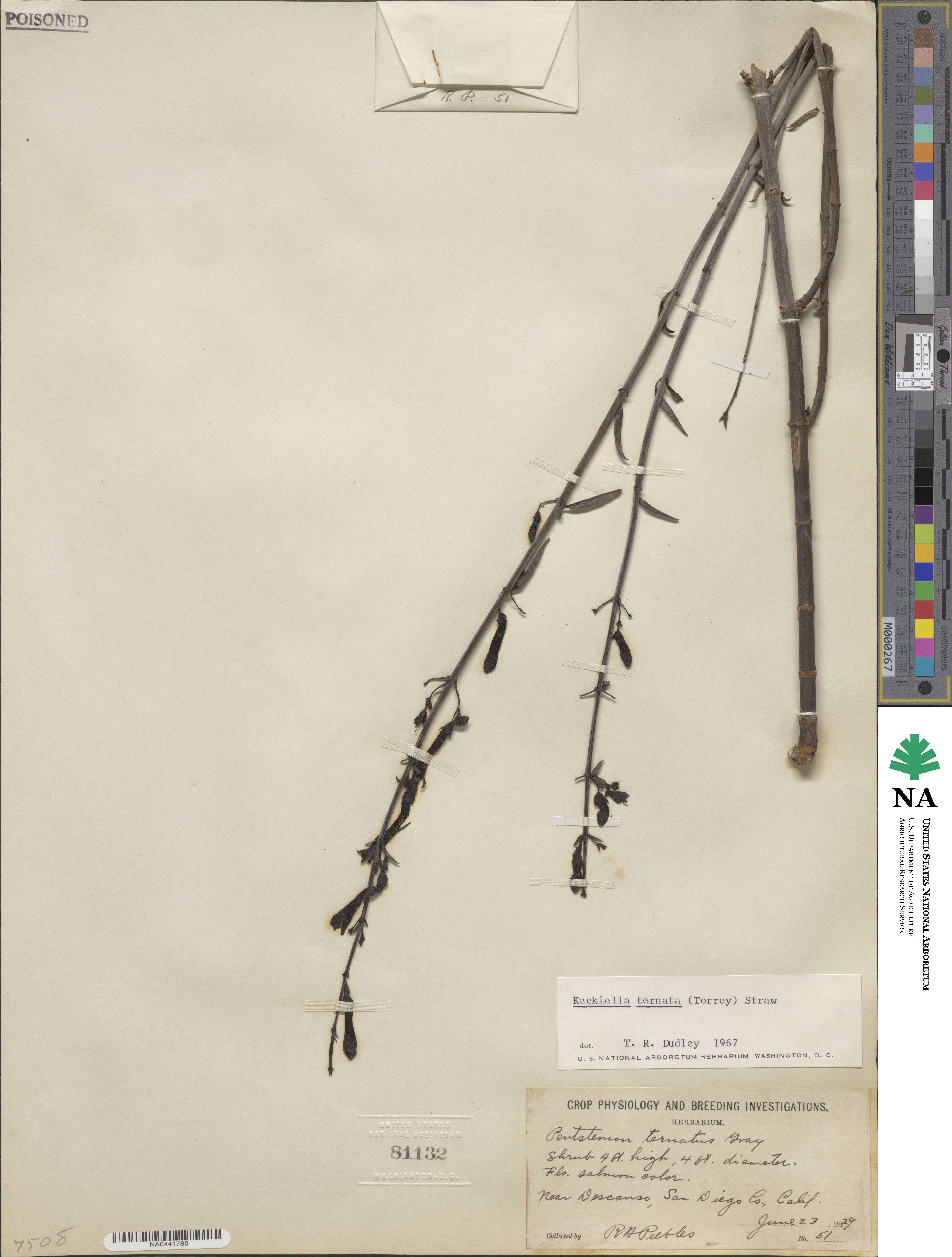 Keckiella ternata image