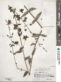 Keckiella lemmonii image