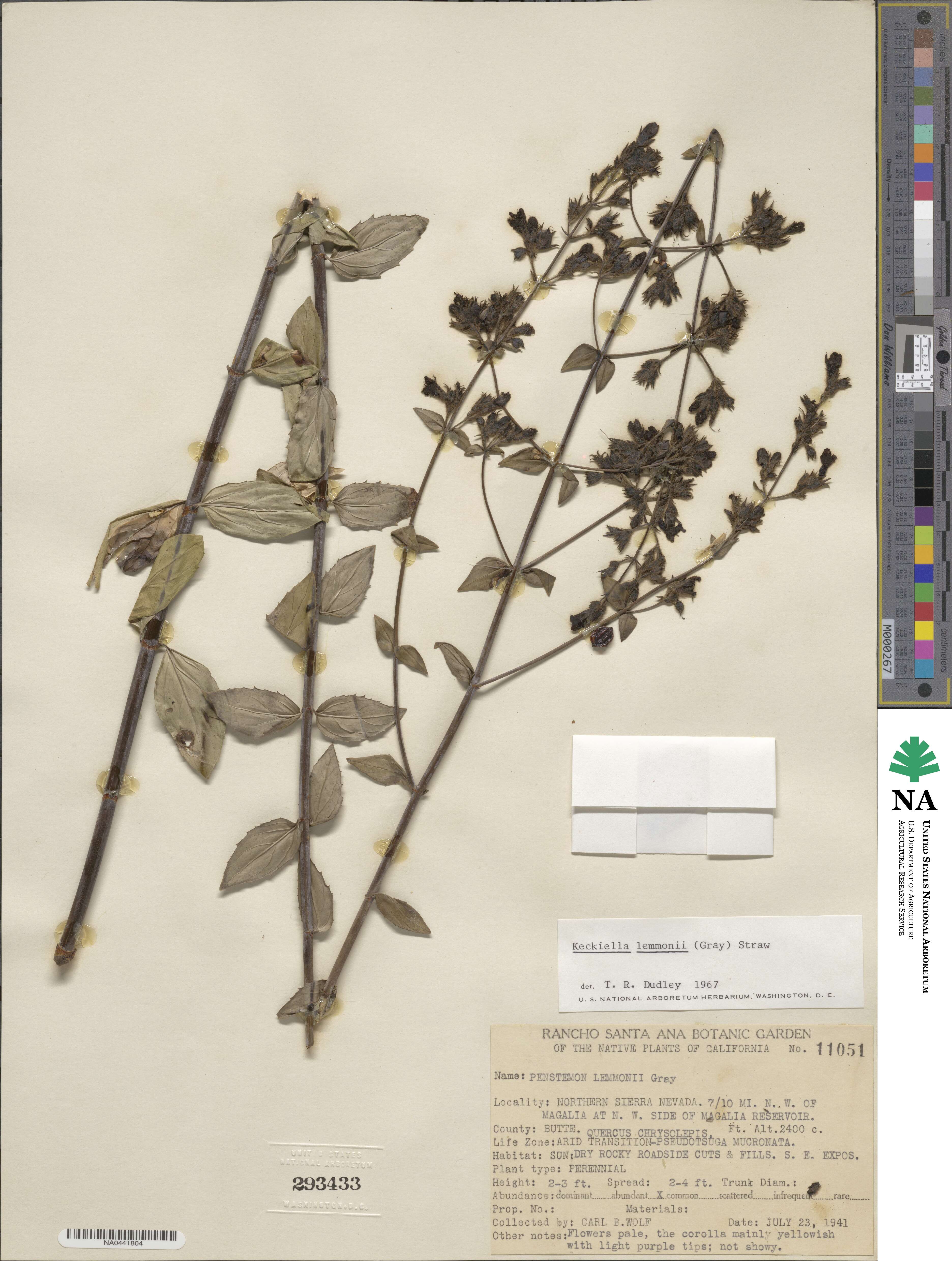 Keckiella lemmonii image