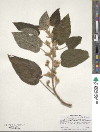 Paulownia tomentosa image