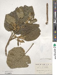 Paulownia tomentosa image