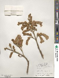 Paulownia tomentosa image