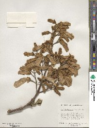 Paulownia tomentosa image