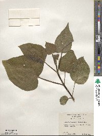 Paulownia tomentosa image