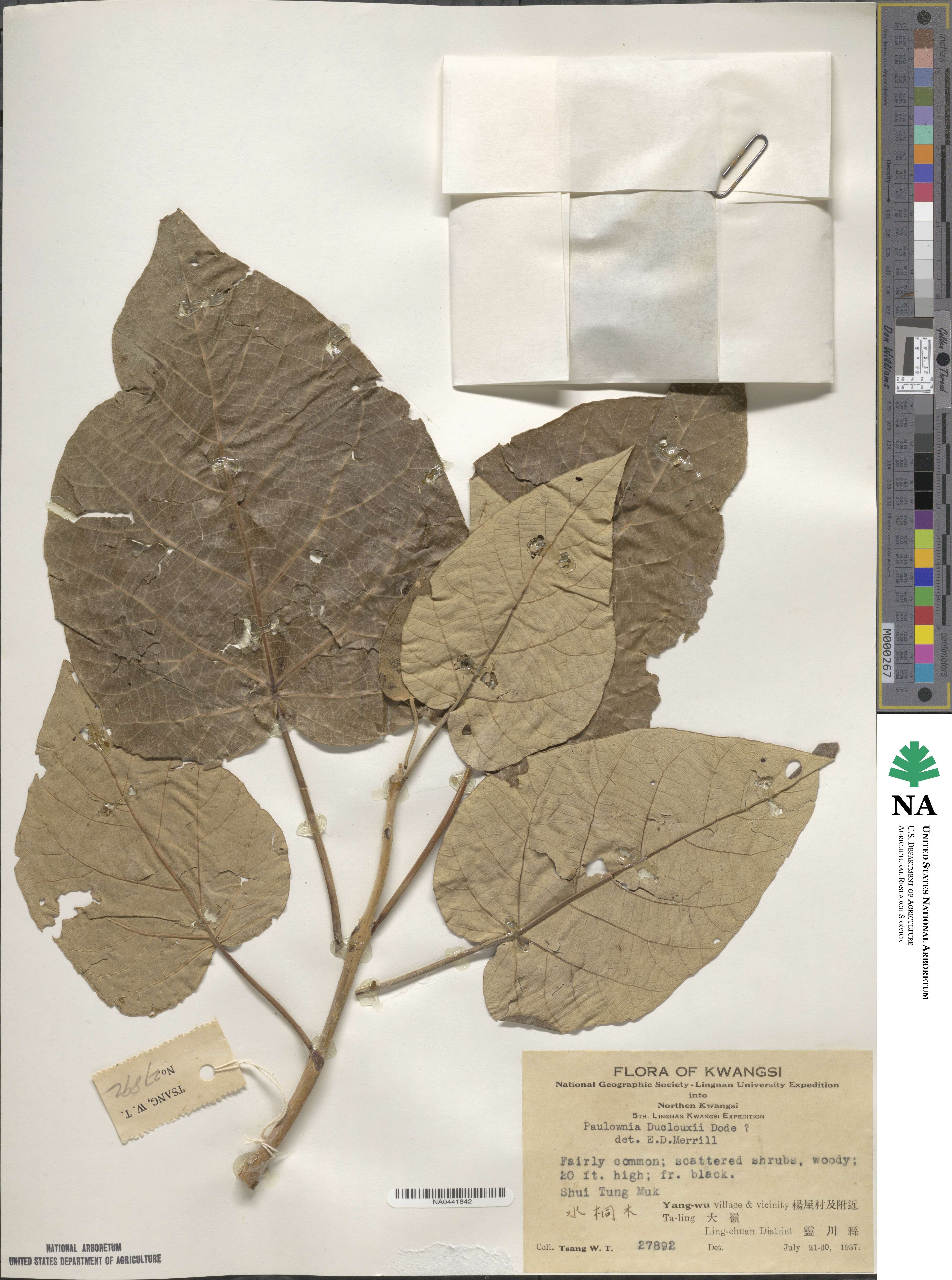 Paulownia fortunei image