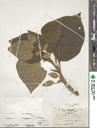 Paulownia tomentosa image