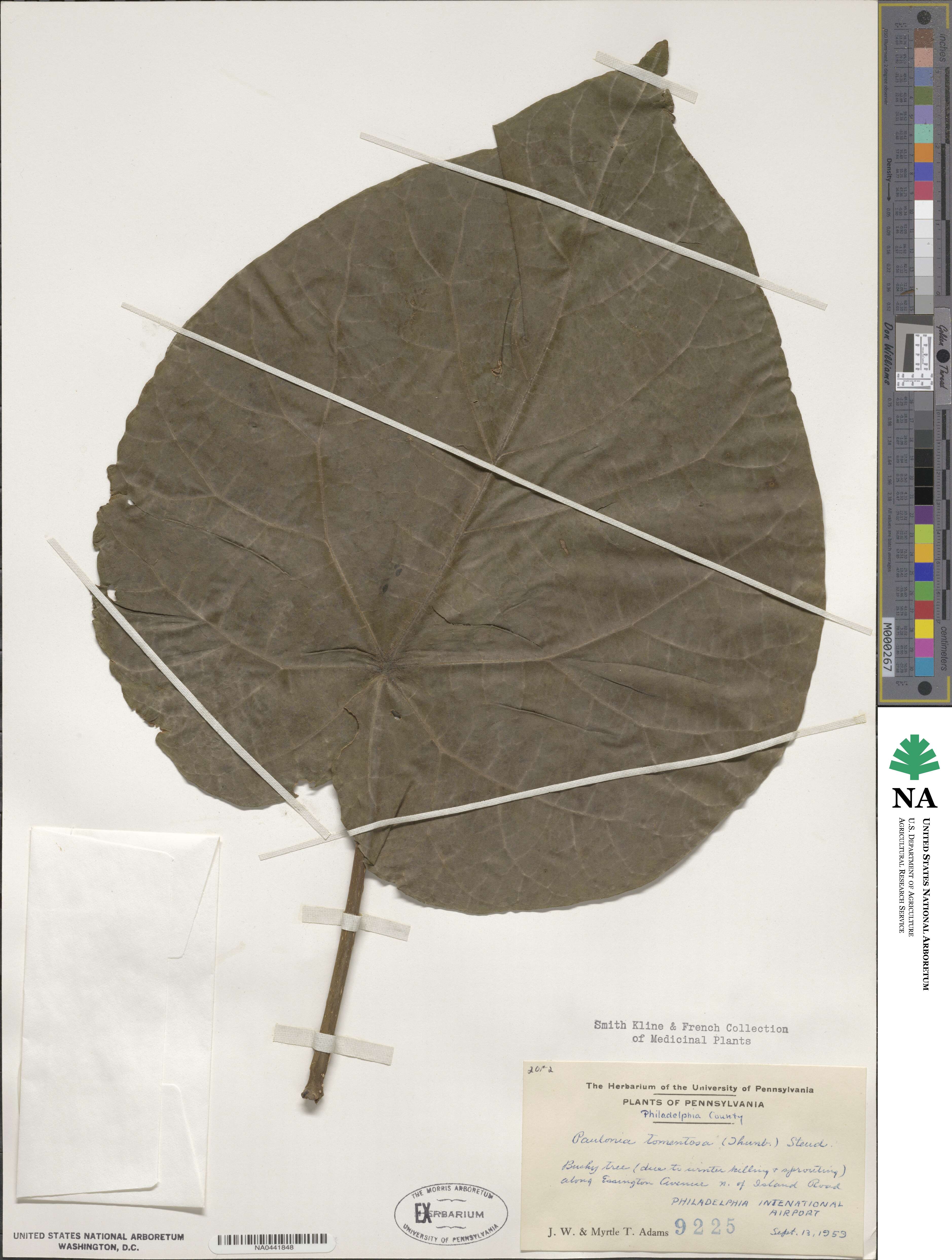 Paulownia tomentosa image