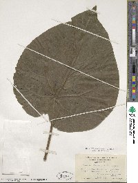 Paulownia tomentosa image