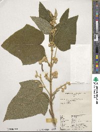 Paulownia tomentosa image