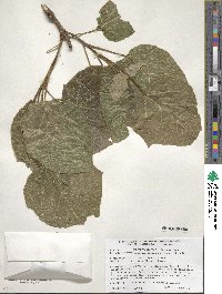 Paulownia tomentosa image