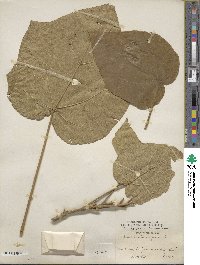 Paulownia tomentosa image