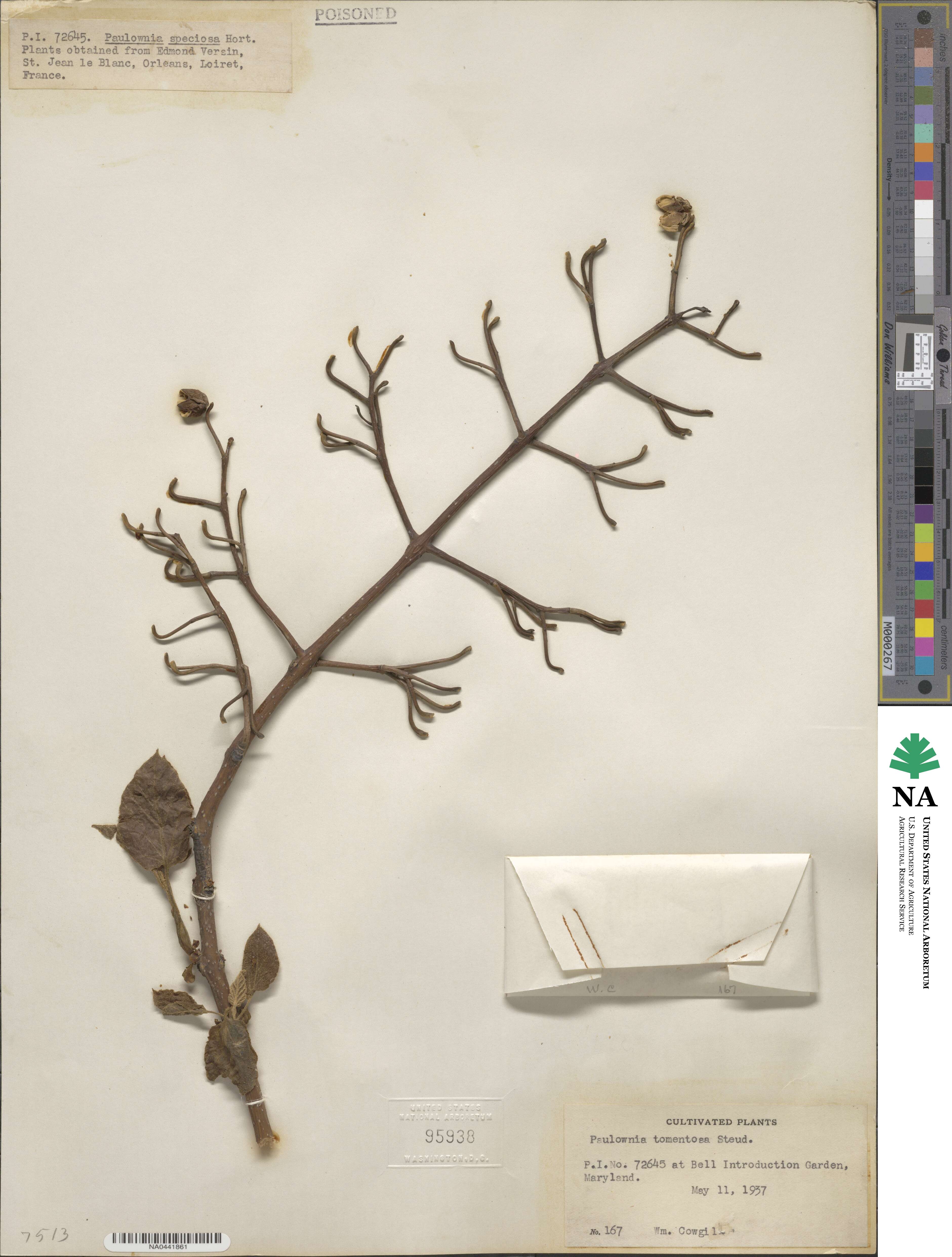 Paulownia tomentosa image