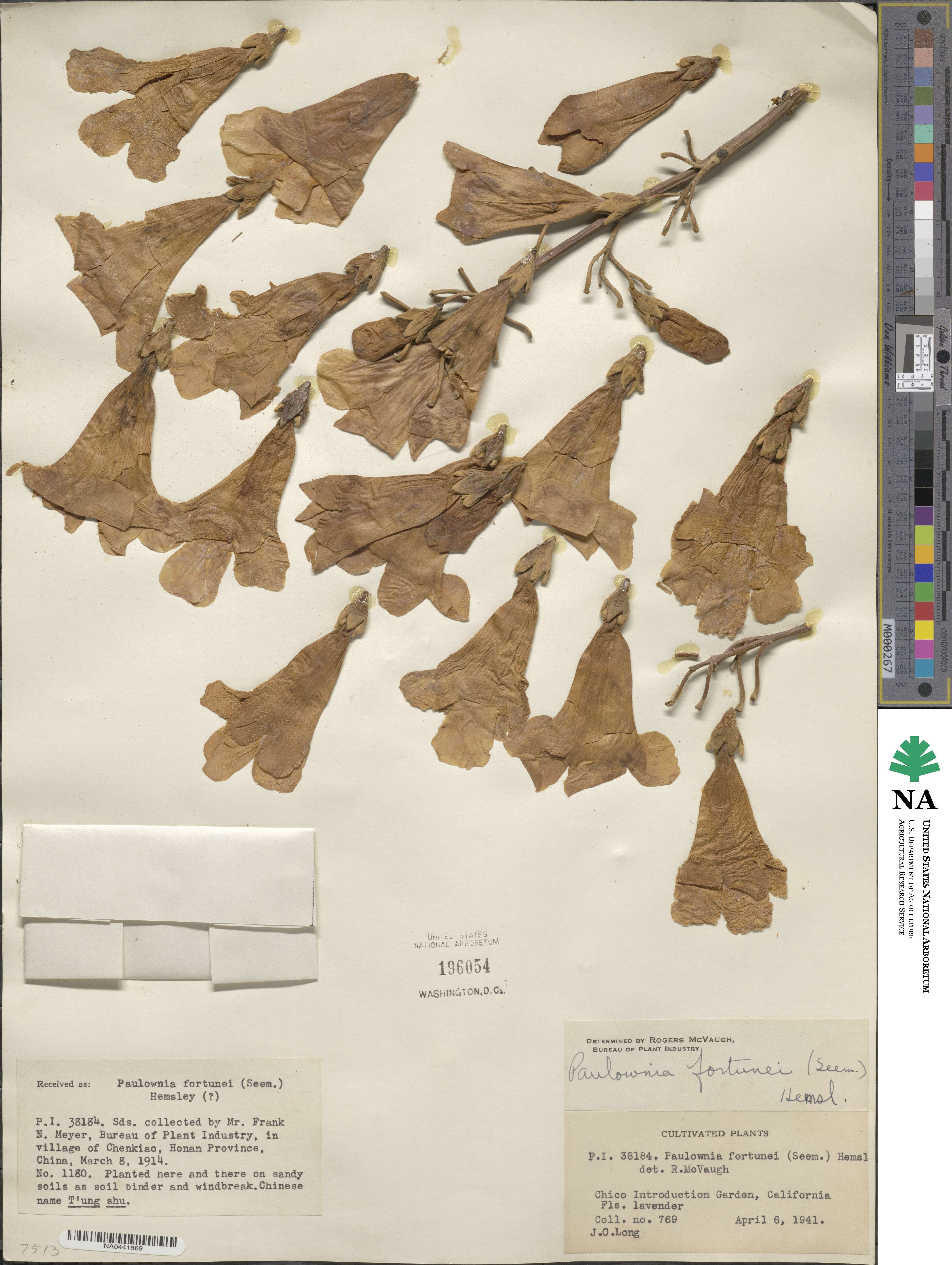 Paulownia fortunei image