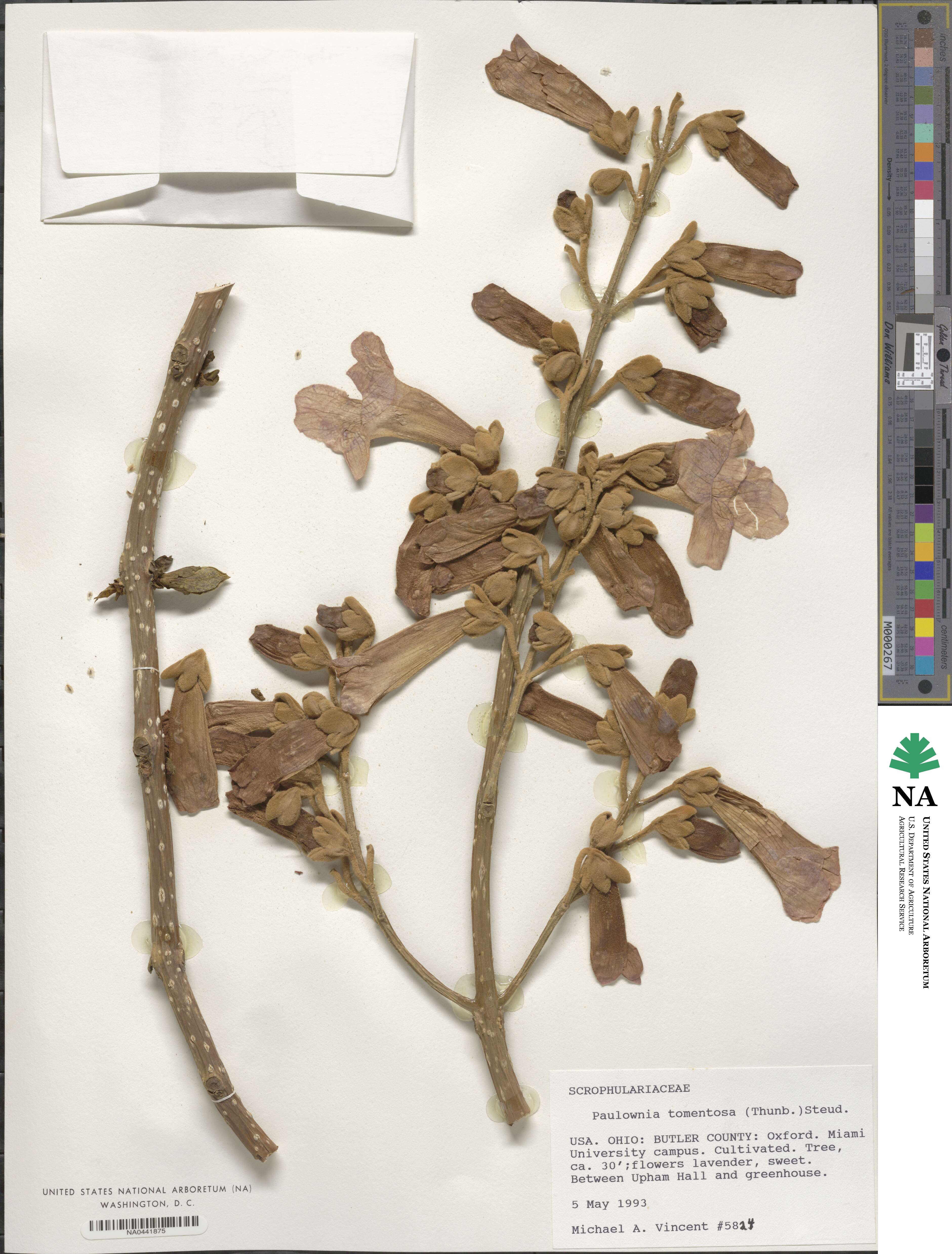 Paulownia image
