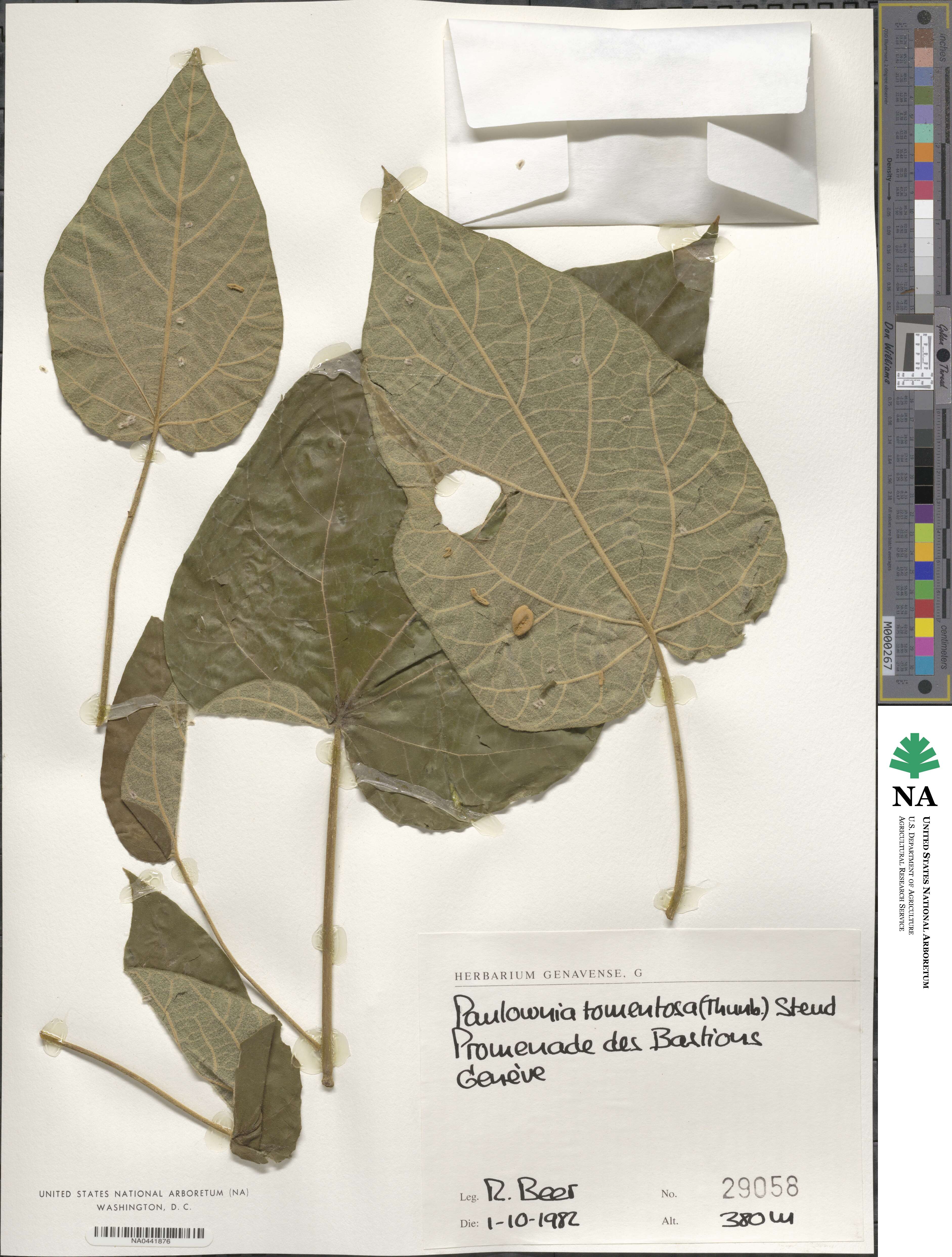 Paulownia image