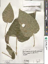 Paulownia tomentosa image